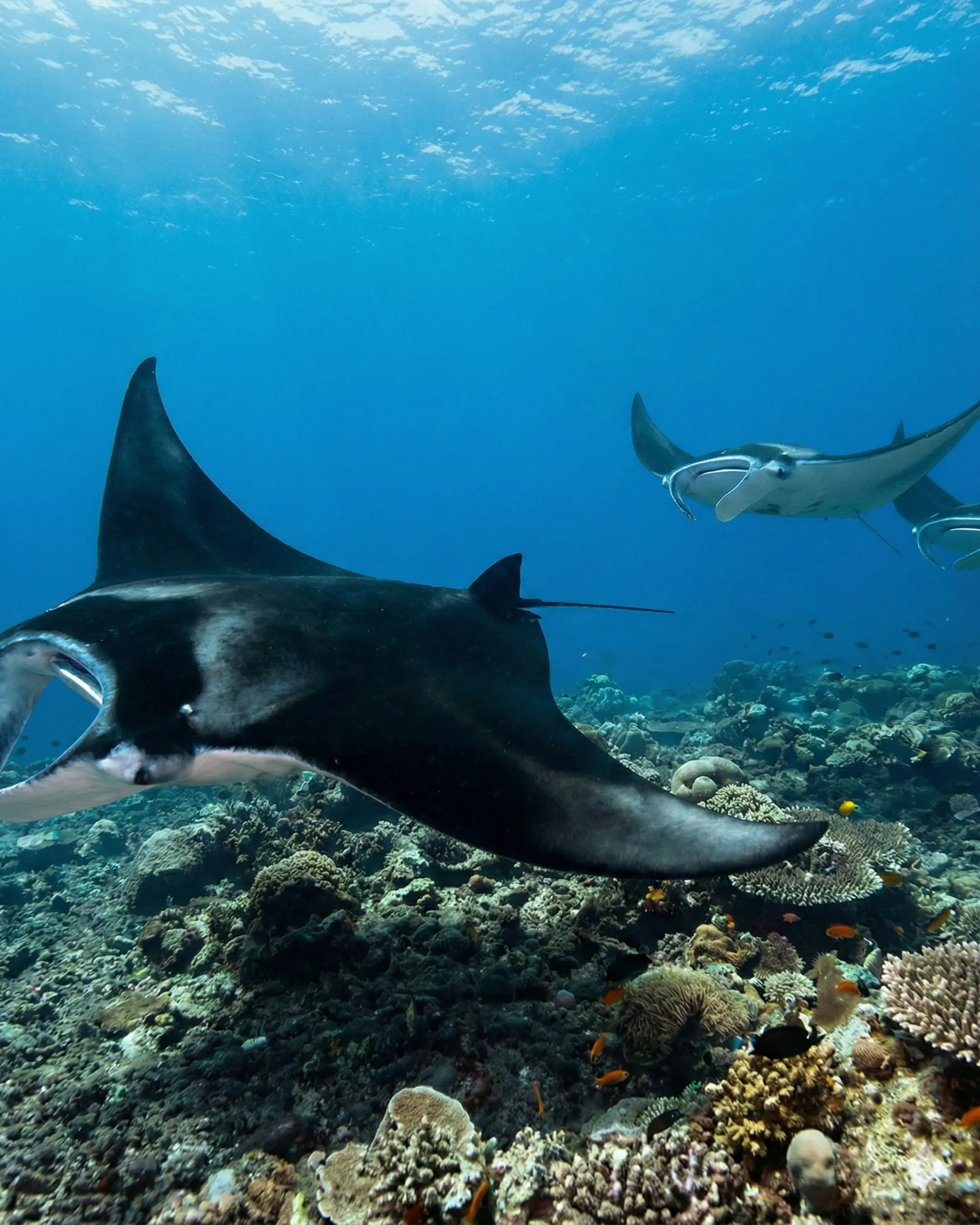Manta Point, Komodo National Park